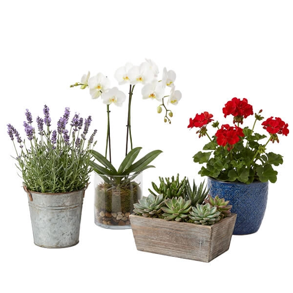 12 Beautiful Indoor Blooming Plants